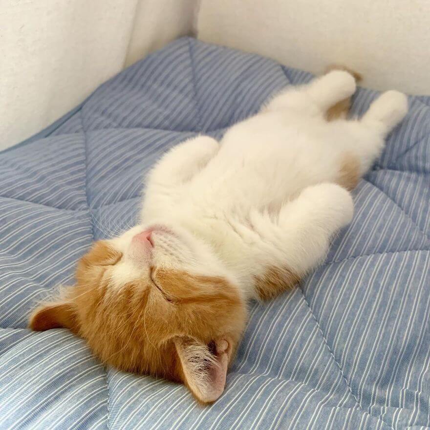 bemmaismulher.com - Conheça Munchkin, o adorável gatinho que dorme como ser humano