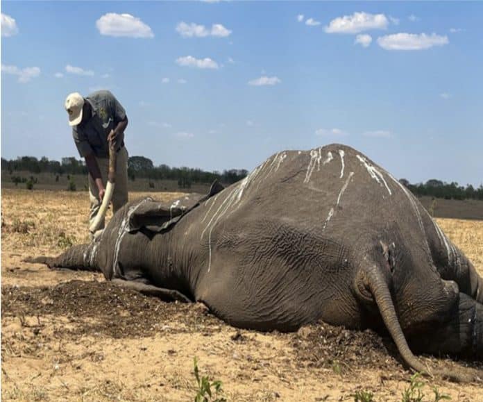 Namíbia anuncia abate de 723 animais selvagens